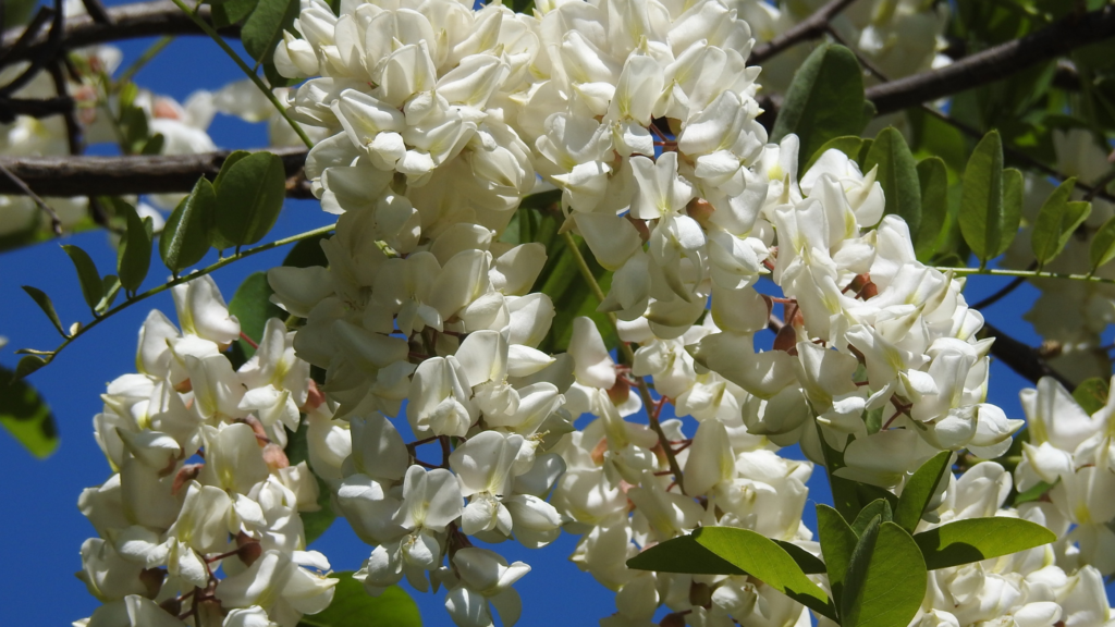 Miel d'acacia, clair et liquide