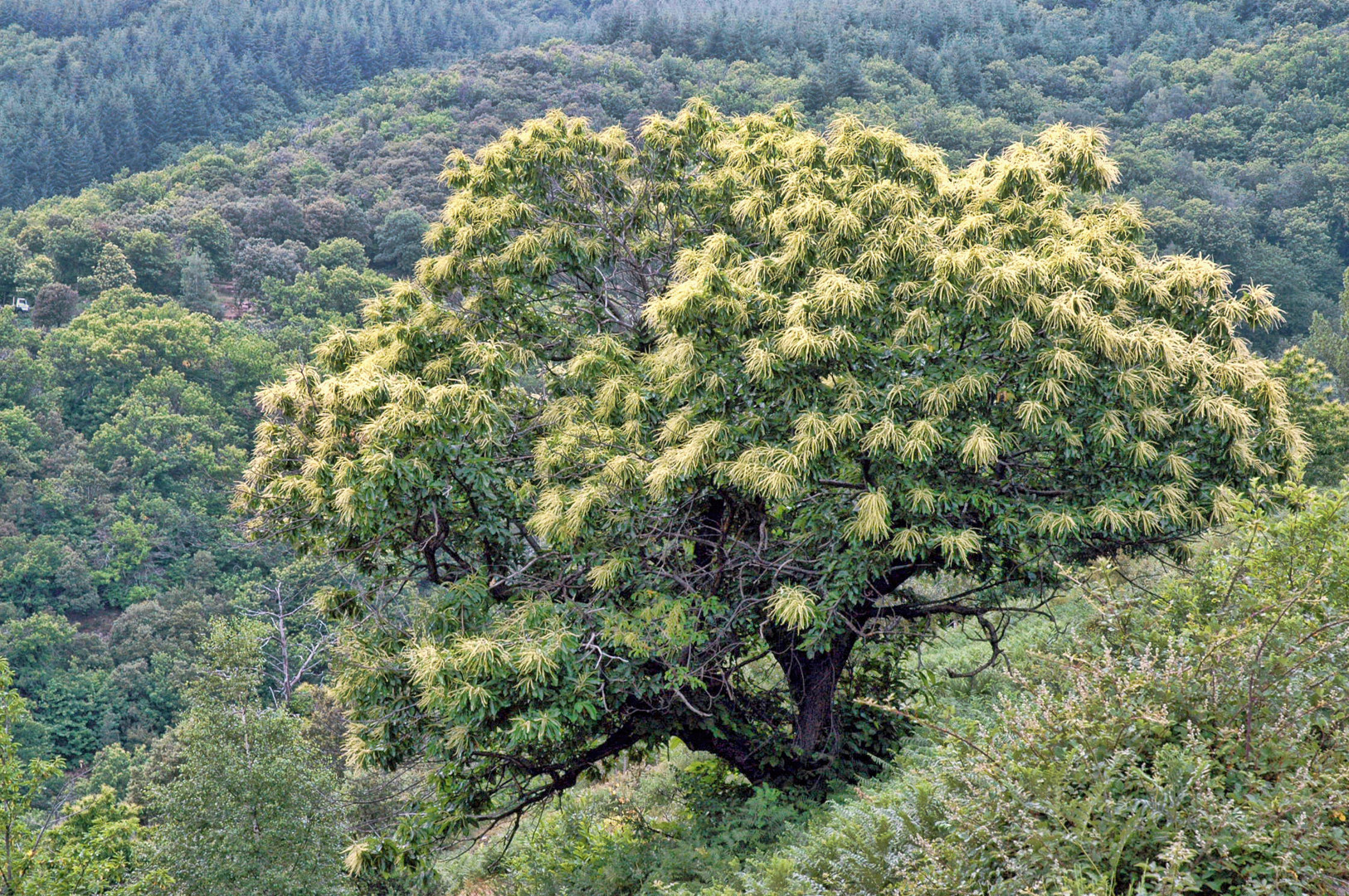 Miel de châtaignier, ambré foncé