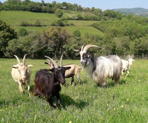 Chèvres en pâturage à la ferme de Cenves, Haut Beaujolais
