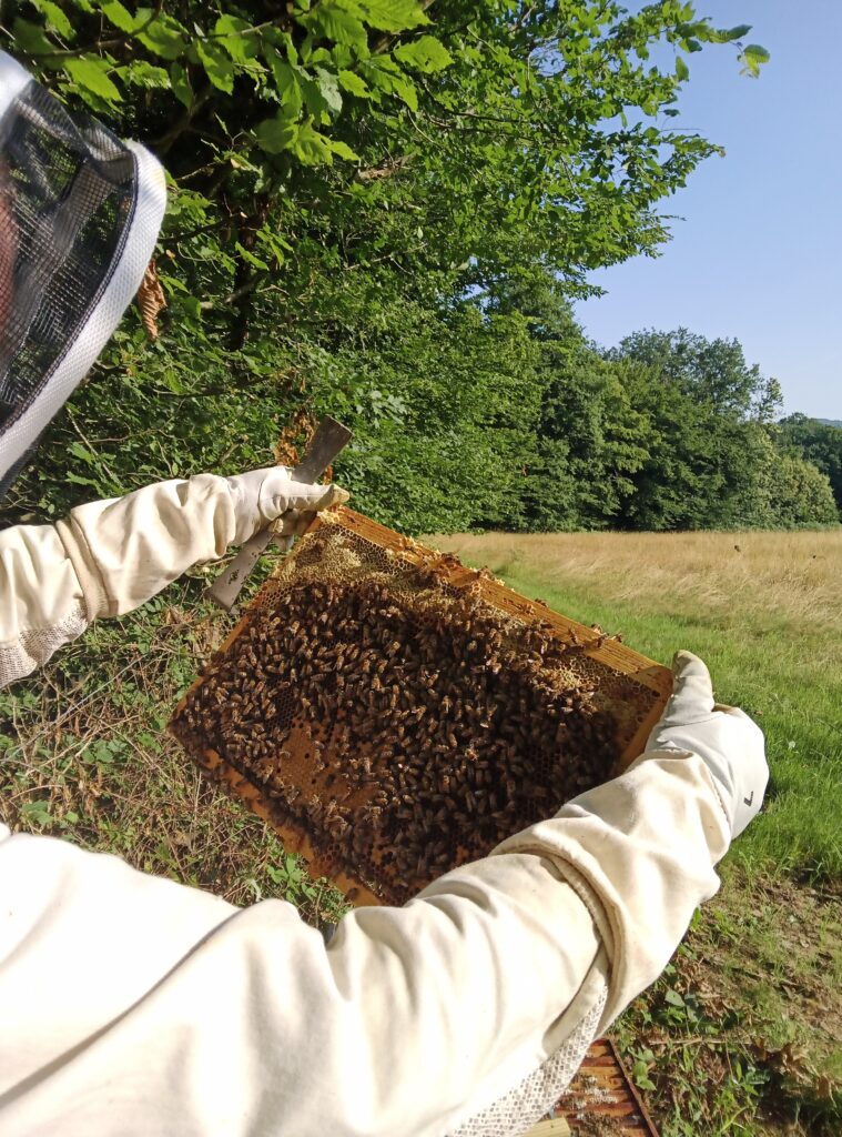 Mikaël en tenue d'apiculteur soulève un cadre de ruche couvert d'abeilles, geste de conduite apicole en plein stage