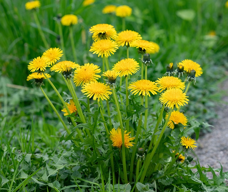 Fleurs de pissenlit butinées au printemps