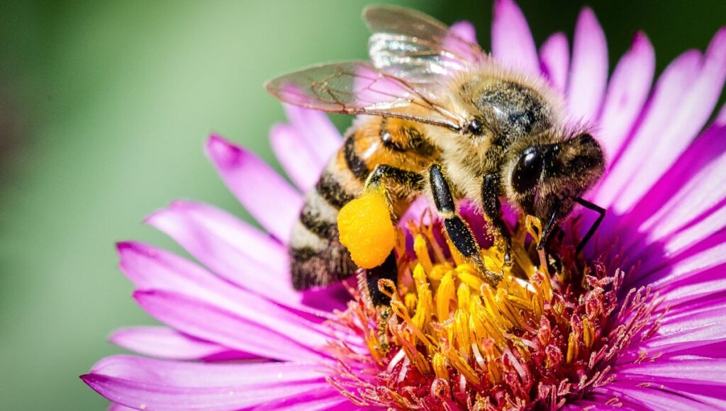 Une abeille butineuse couverte de pollen sur une fleur violette, un des quatre produits de la ruche avec le miel, la propolis et la gelée royale