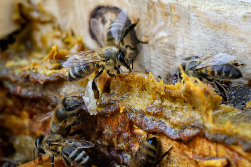 Propolis récoltée à la ruche