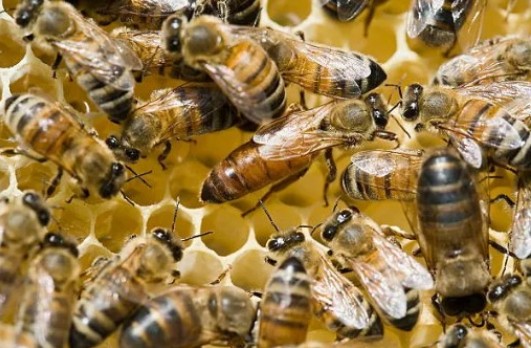 La reine des abeilles entourée d'ouvrières sur le rayon