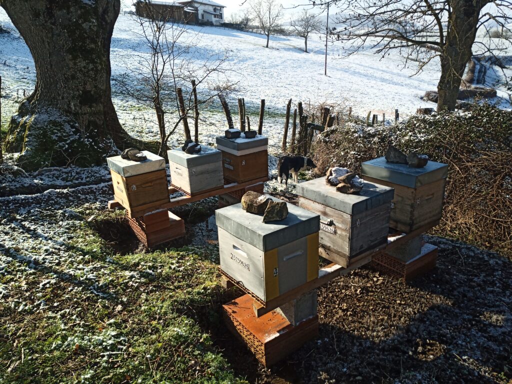 Rucher en hiver, pratique de l'apiculture