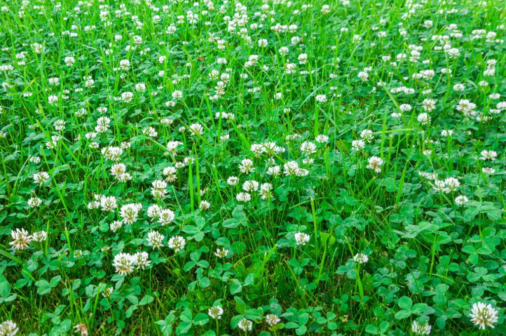 Trèfles butinés en été